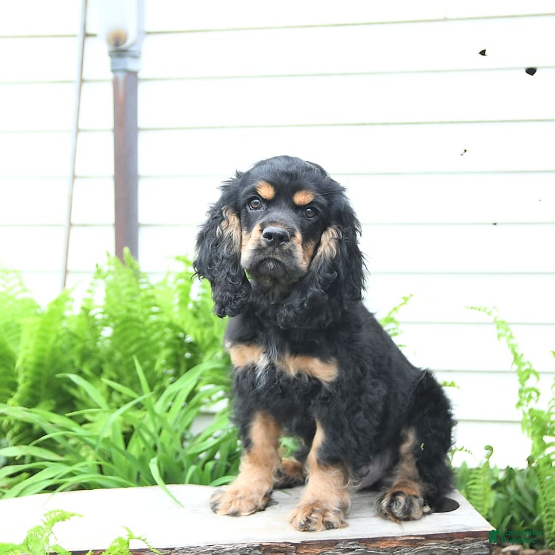 Cocker Spaniel dogs for sale: Banjo - Image 24