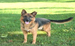 German Shepherd dogs for sale: Jet - Image 12