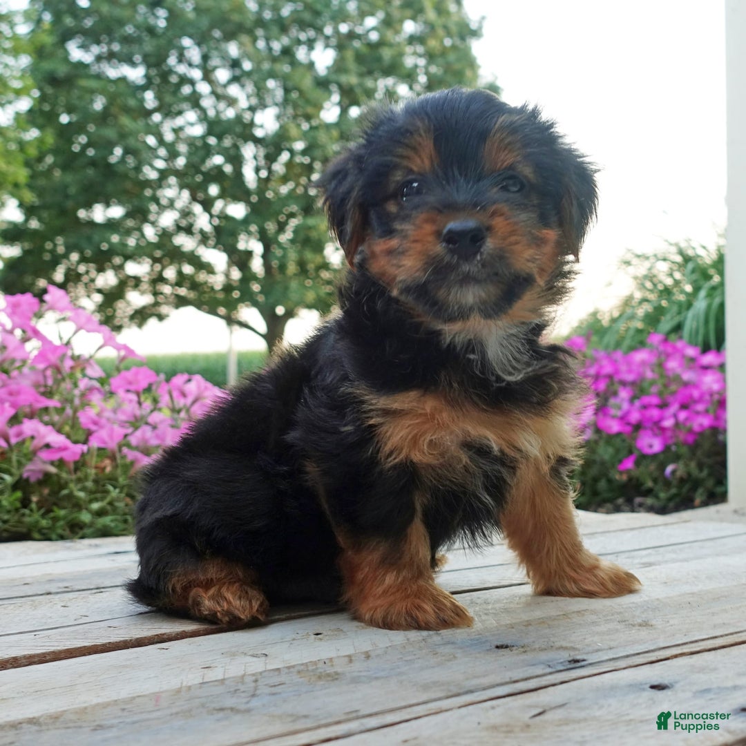 Yorkshire Terrier dogs for sale: Tucker - Image 3