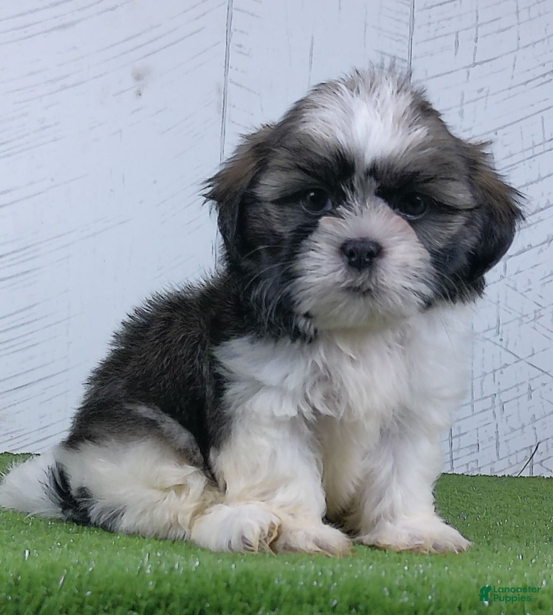 Shih Tzu dogs for sale: Susie - Image 3