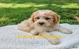 Mini Goldendoodle dogs for sale: Daisy - Image 3