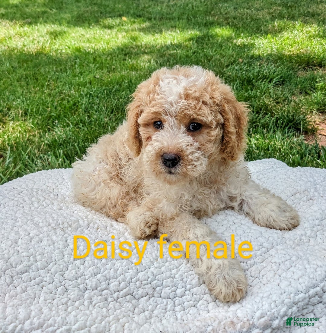 Mini Goldendoodle dogs for sale: Daisy - Image 3