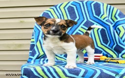 Jack Russell Terrier dogs for sale: Isaiah - Image 3