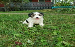 Cavapoo dogs for sale: Darlie - Image 5