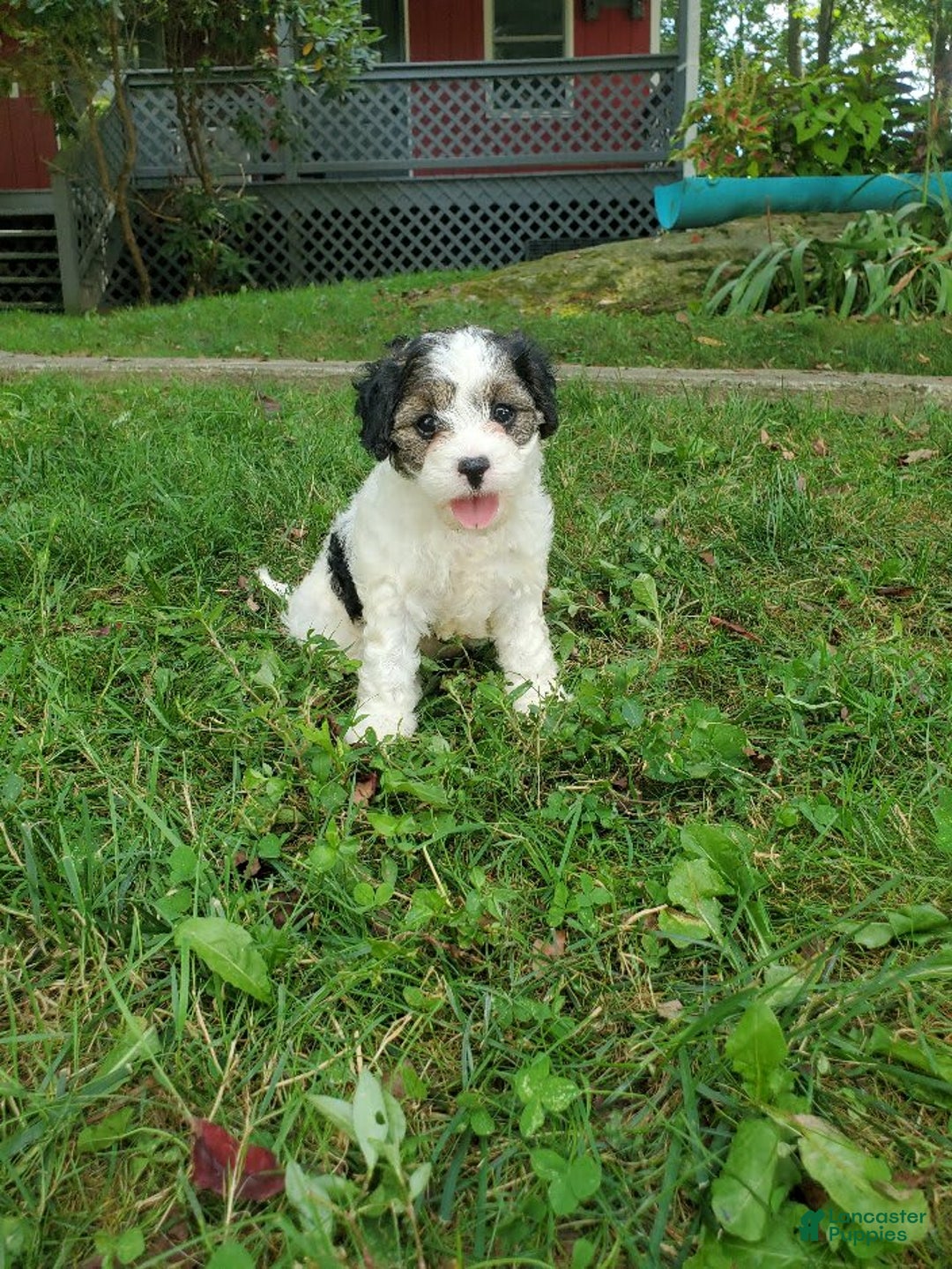 Cavapoo dogs for sale: Darlie - Image 5