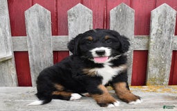 Bernedoodle dogs for sale: Candy - Image 8