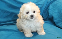 Shihpoo dogs for sale: Leo - Image 3