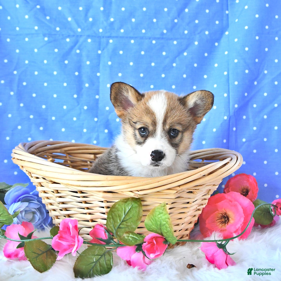 Welsh Corgi Pembroke dogs for sale: Linton - Image 14