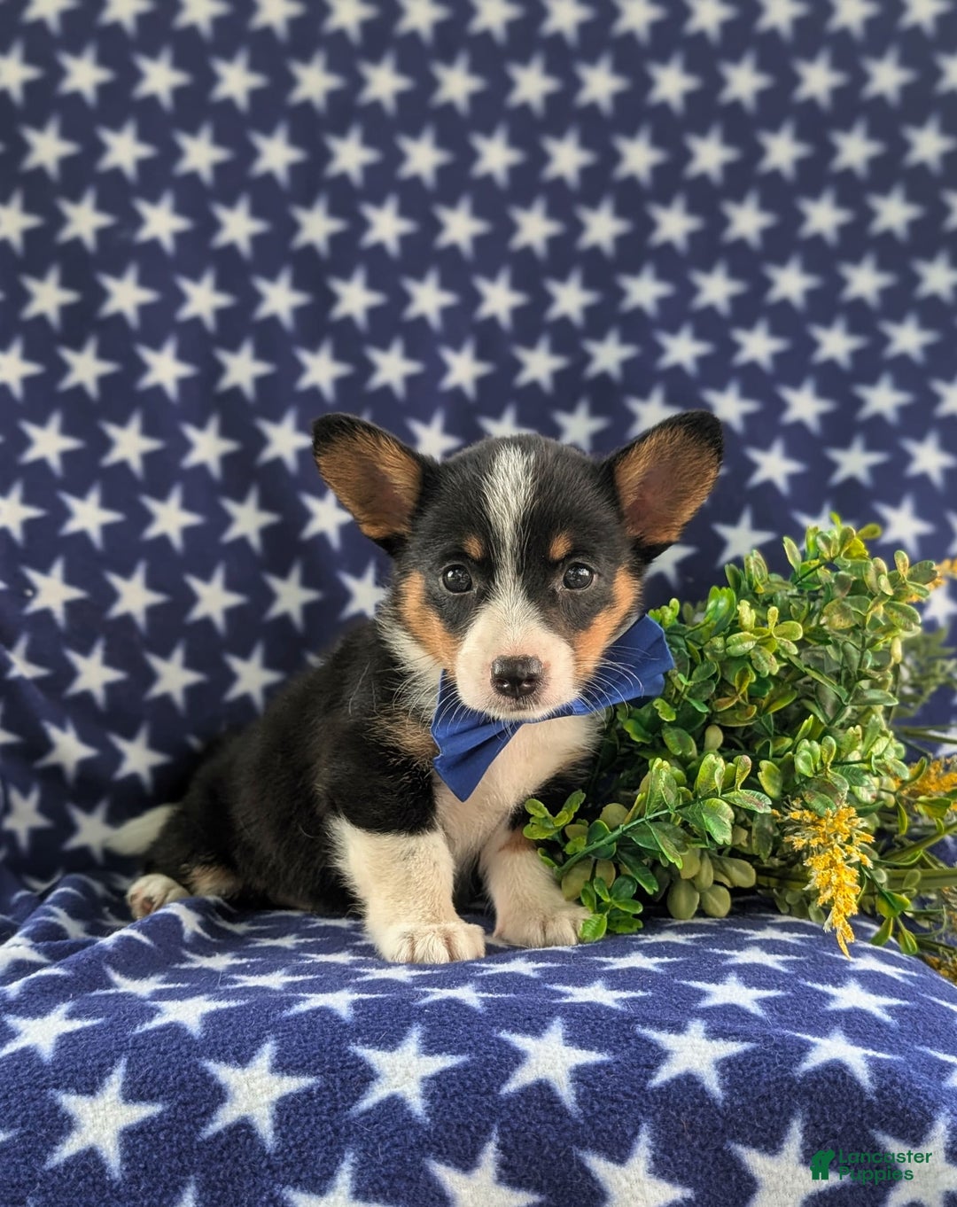 Welsh Corgi Pembroke dogs for sale: Kendall - Image 7