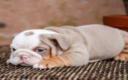 English Bulldog dogs for sale: Micah - Image 4
