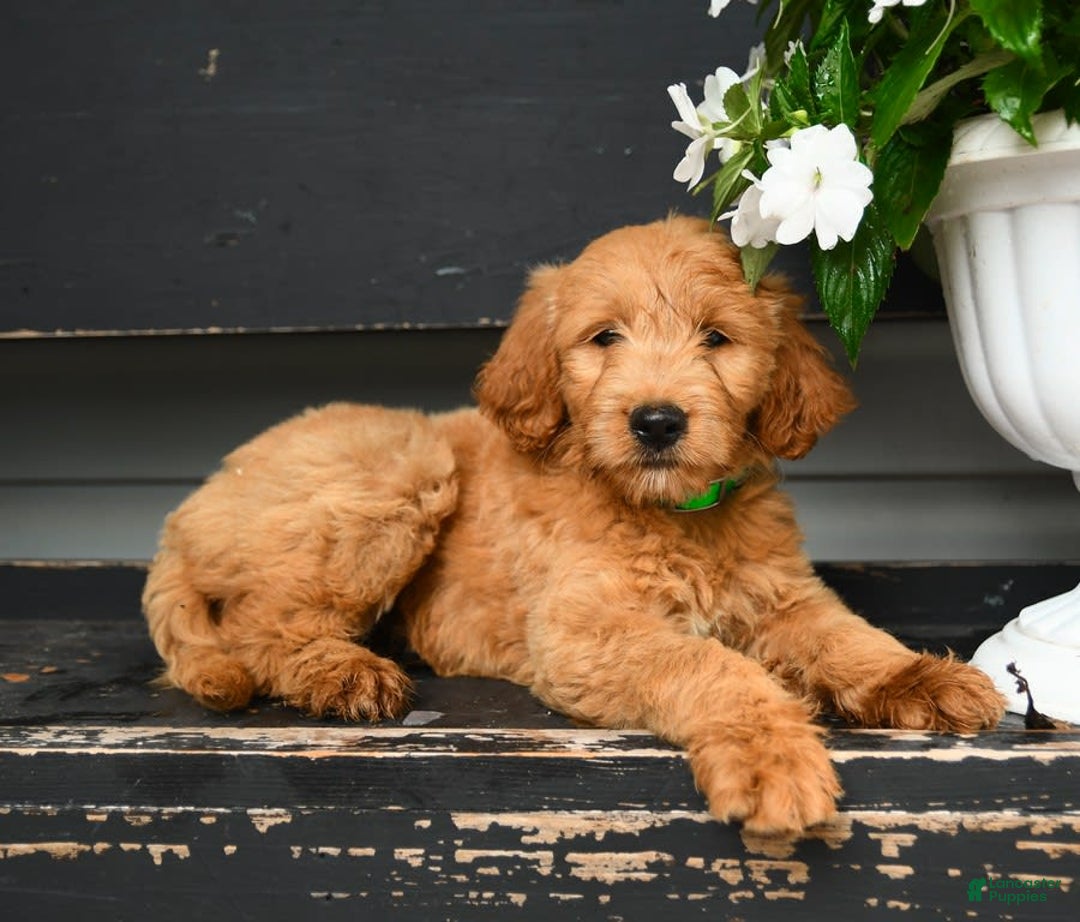 Goldendoodle dogs for sale: Patty - Image 2