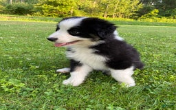 Australian Shepherd dogs for sale: Meg H6 Natural Bobtail - Image 10