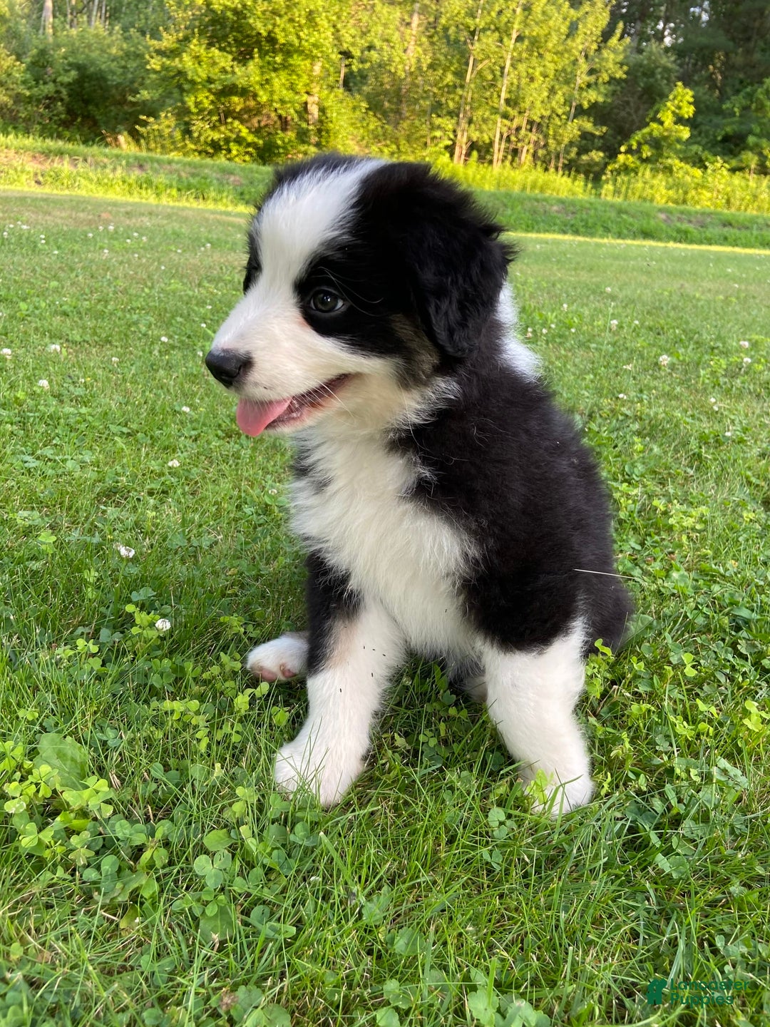 Australian Shepherd dogs for sale: Meg H6 Natural Bobtail - Image 10