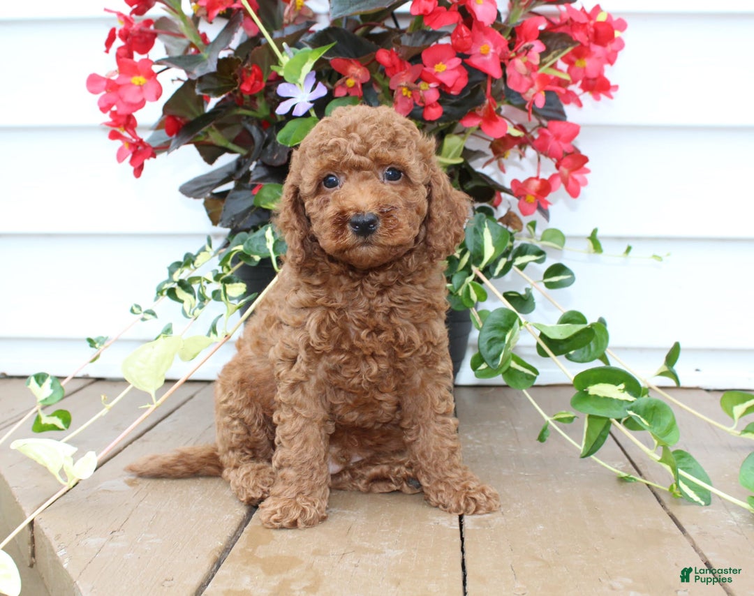 Mini Goldendoodle dogs for sale: Kenny - Image 5