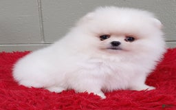 Pomeranian dogs for sale: Blizzard - Image 8