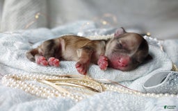 Morkie dogs for sale: Rare Merle Ember - Image 2