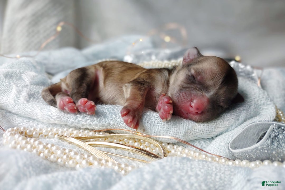 Morkie dogs for sale: Rare Merle Ember - Image 2