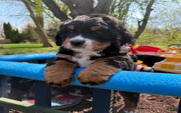 Bernedoodle dogs for sale: Bear - Image 5