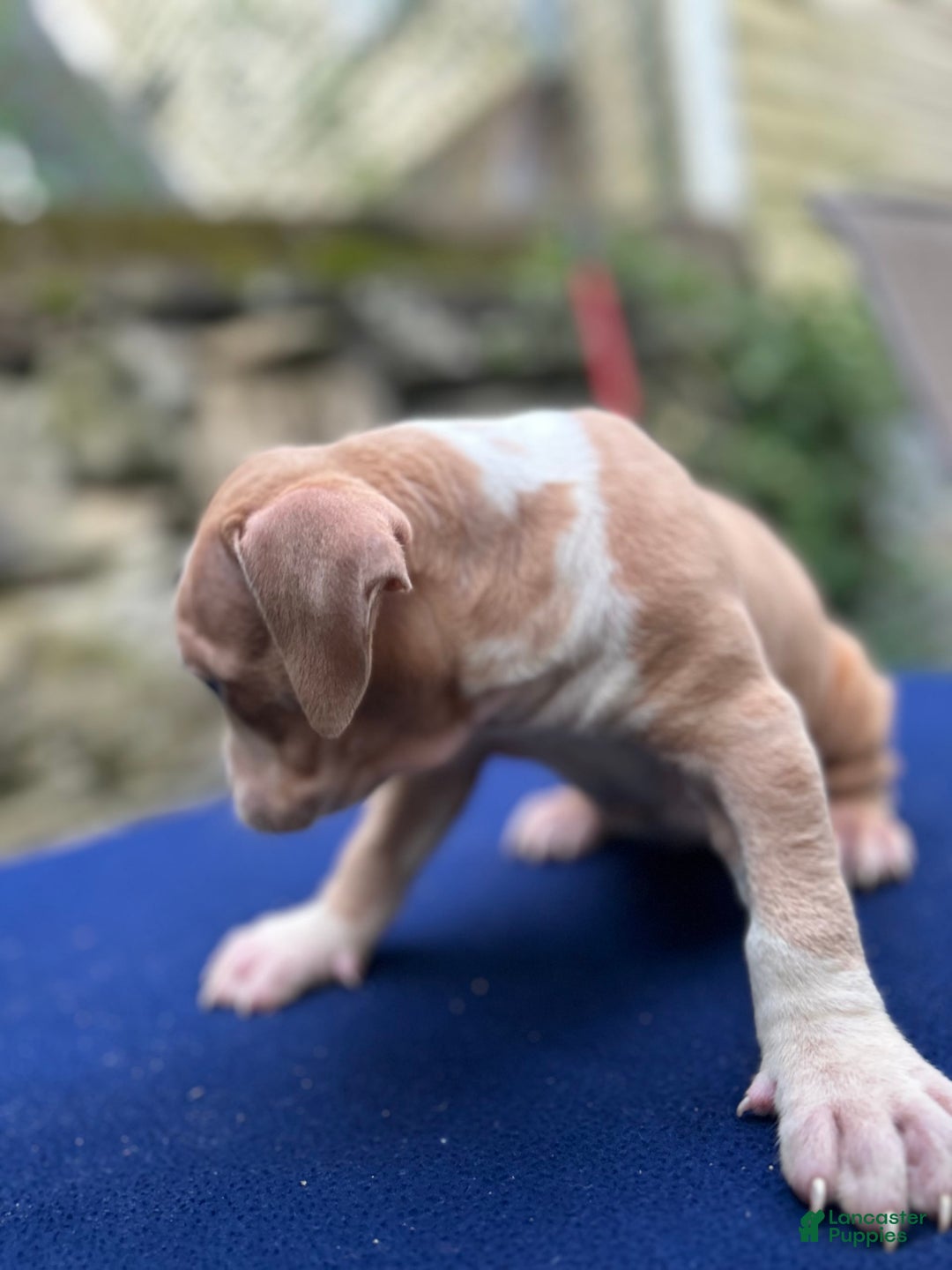 American Bully dogs for sale: Dime - Image 9