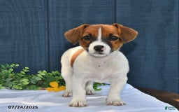 Jack Russell Terrier dogs for sale: Addie - Image 2