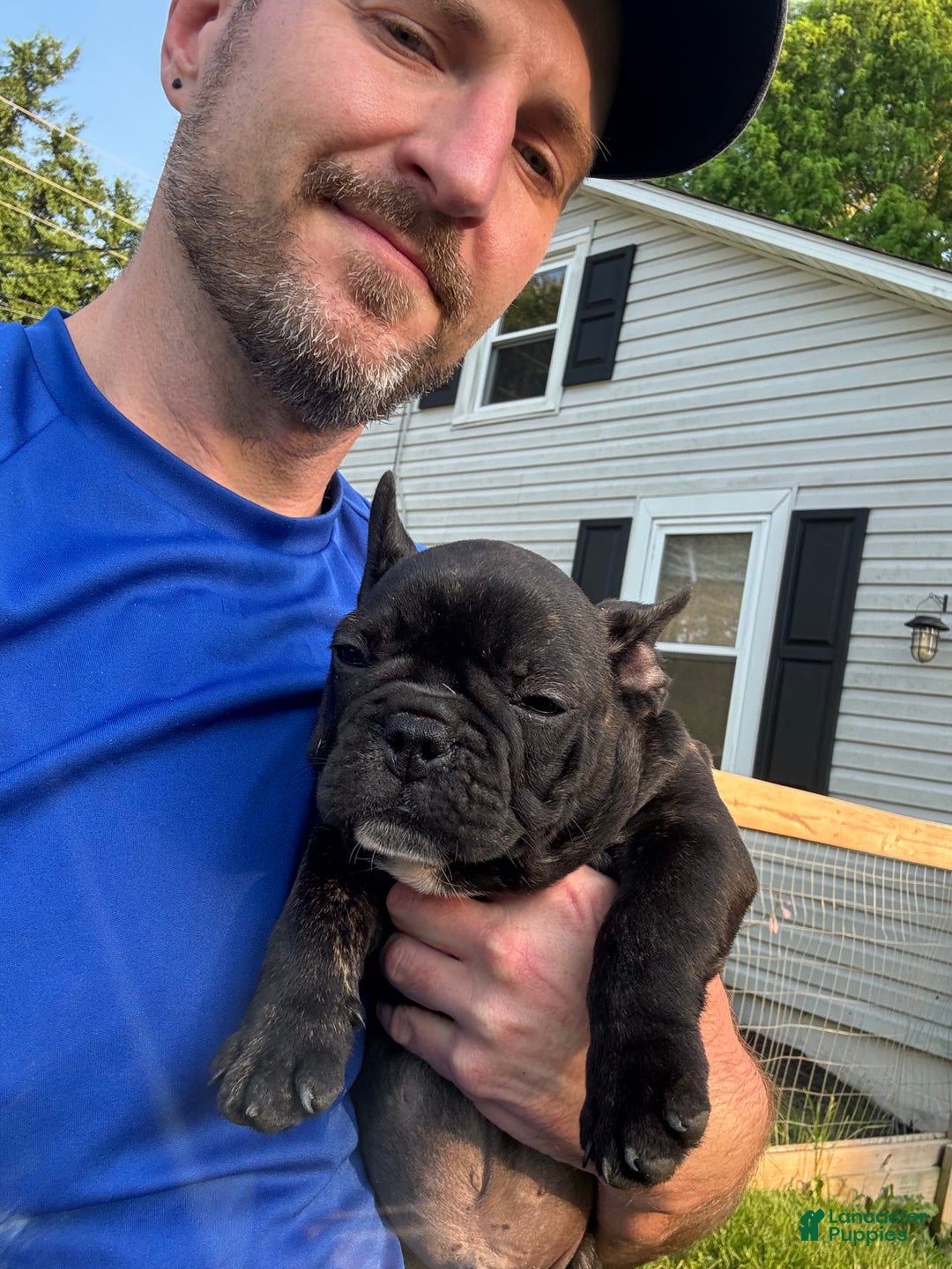 English Bulldog dogs for sale: Shadow - Image 1