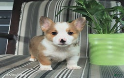 Welsh Corgi Pembroke dogs for sale: Tim - Image 2