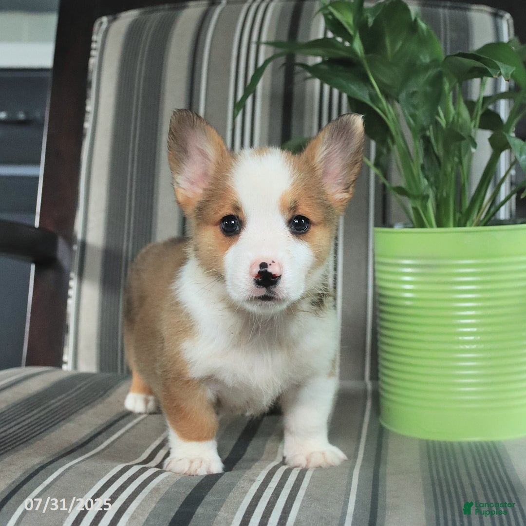 Welsh Corgi Pembroke dogs for sale: Tim - Image 2