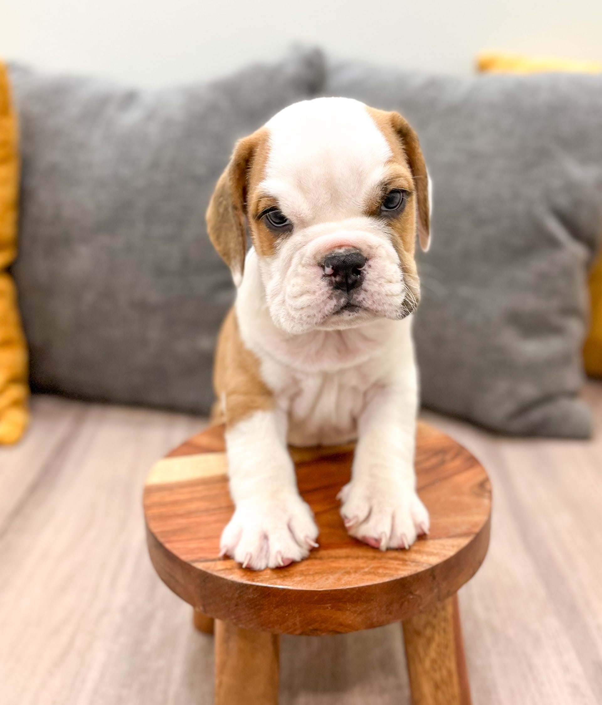 Beabull dogs for sale - Ad 1