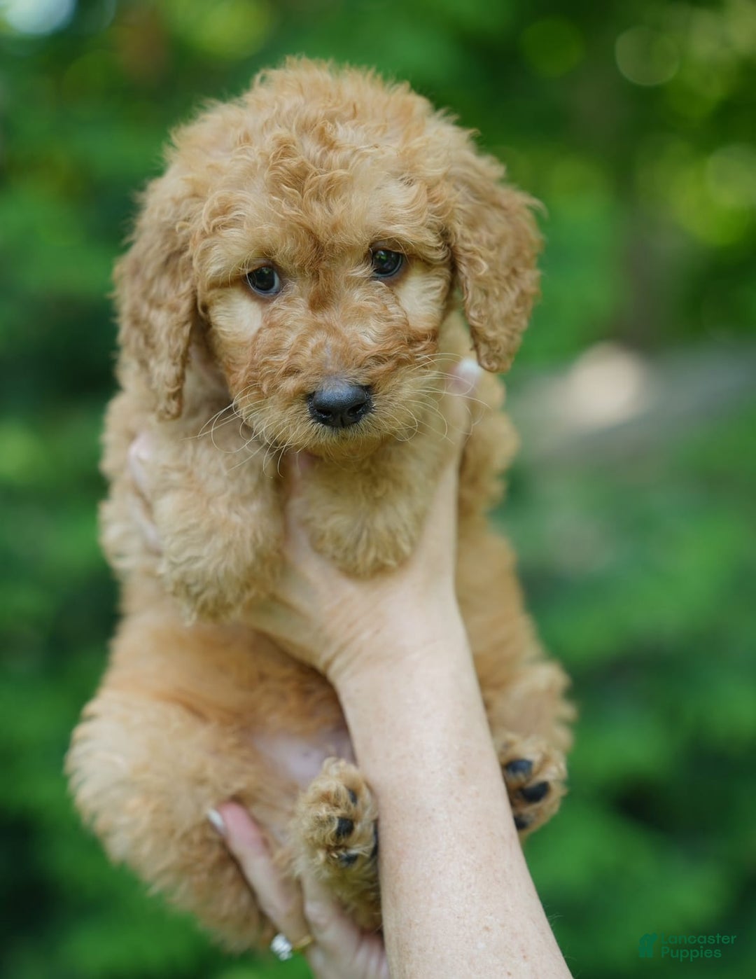 Goldendoodle dogs for sale: Goldendoodle 2 puppies - Image 1