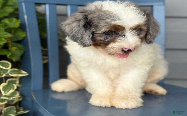 Mini Bernedoodle dogs for sale - Ad 3