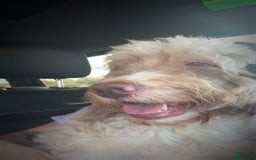 Labradoodle dogs for sale: Kaycee - Image 2