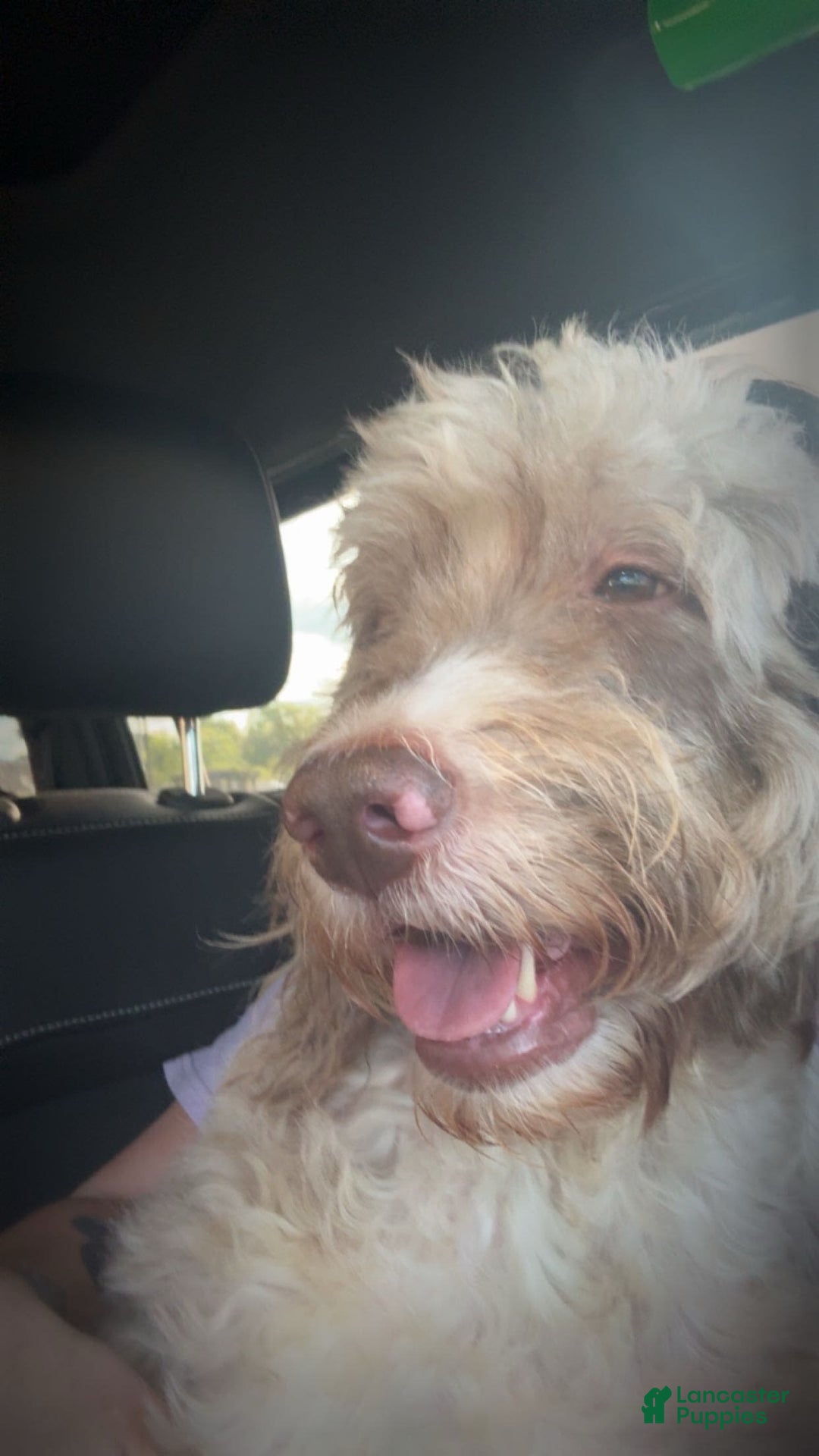 Labradoodle dogs for sale: Kaycee - Image 2