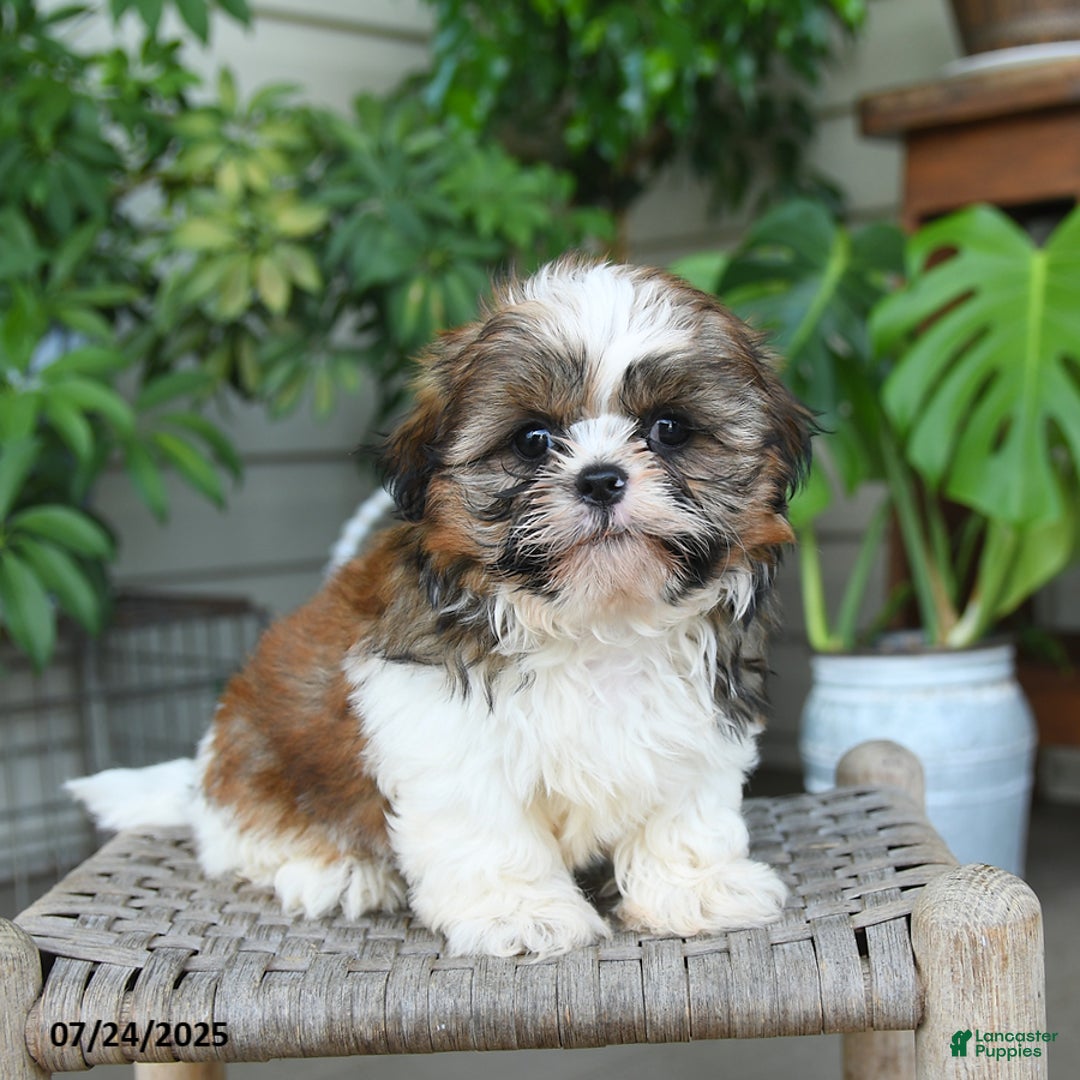 Shih Tzu dogs for sale: Marley - Image 2