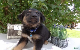 German Shepherd dogs for sale: Carter - Image 1
