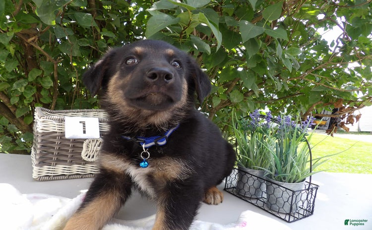 German Shepherd dogs for sale - Ad 1