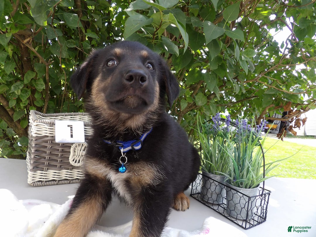 German Shepherd dogs for sale: Carter - Image 1