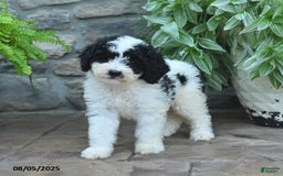 Bernedoodle dogs for sale: Bernedoodle 8 puppies - Image 23