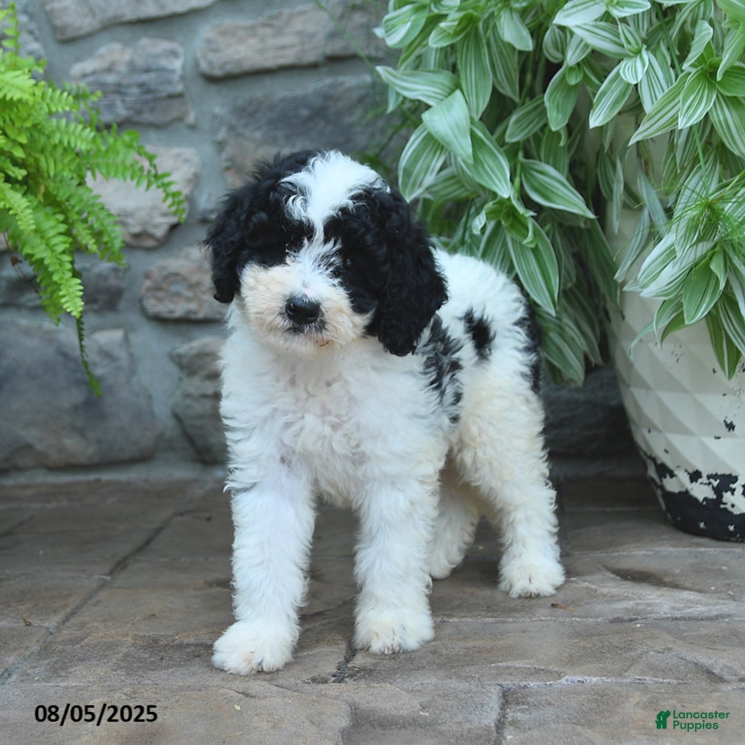 Bernedoodle dogs for sale: Bernedoodle 8 puppies - Image 23