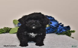 Miniature Poodle dogs for sale: Miniature Poodle 3 puppies - Image 4