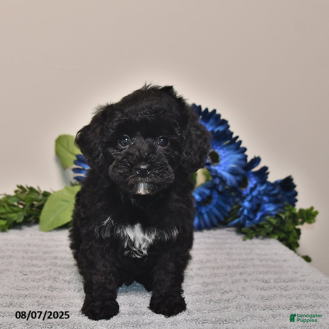 Miniature Poodle dogs for sale: Miniature Poodle 3 puppies - Image 4