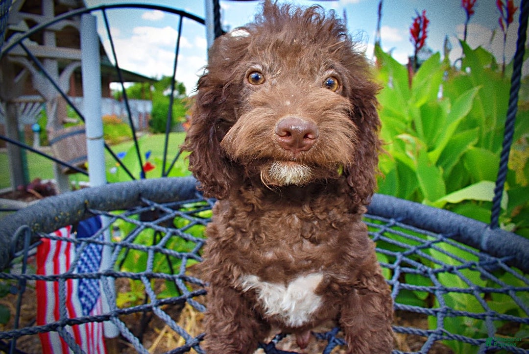 Havapoo dogs for sale: Teddy - Image 13