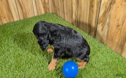 Cavalier King Charles Spaniel dogs for sale: Brin Boy 1 - Image 7