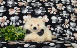 Pomeranian dogs for sale: Keifer - Image 1