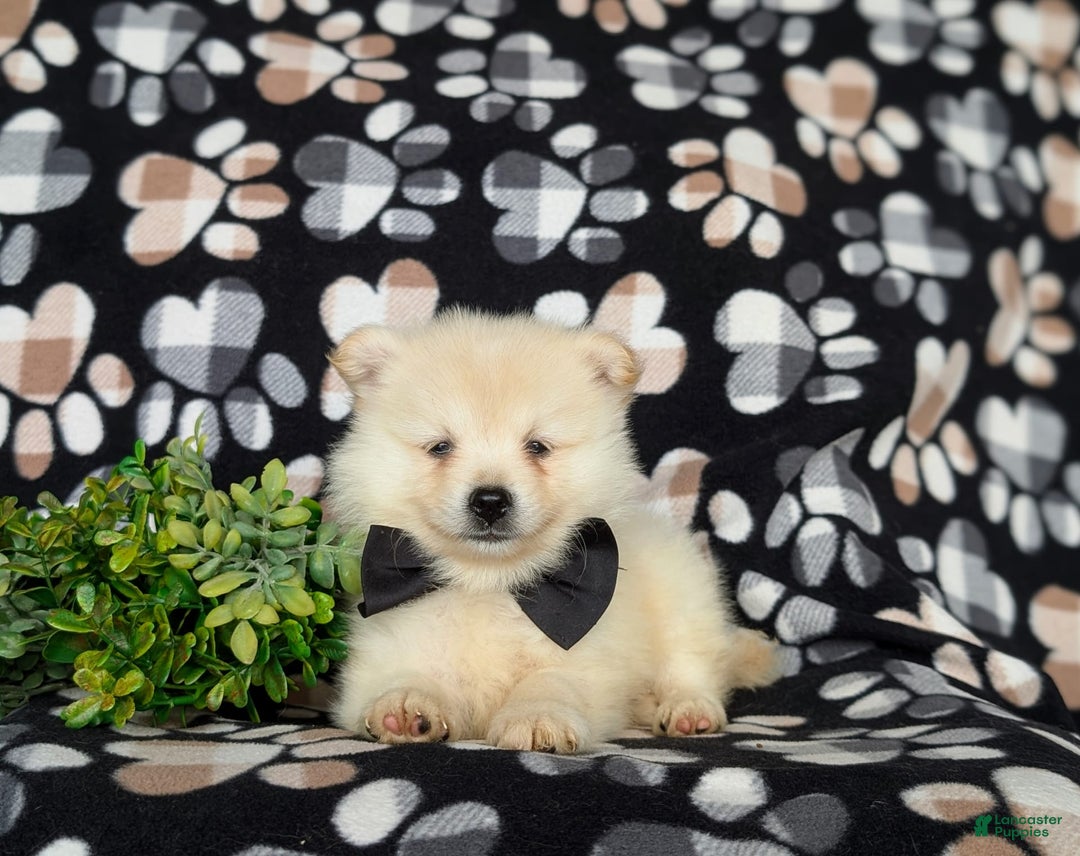 Pomeranian dogs for sale: Keifer - Image 1