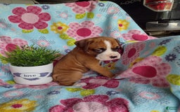 Boxer dogs for sale: Daisy - Image 1