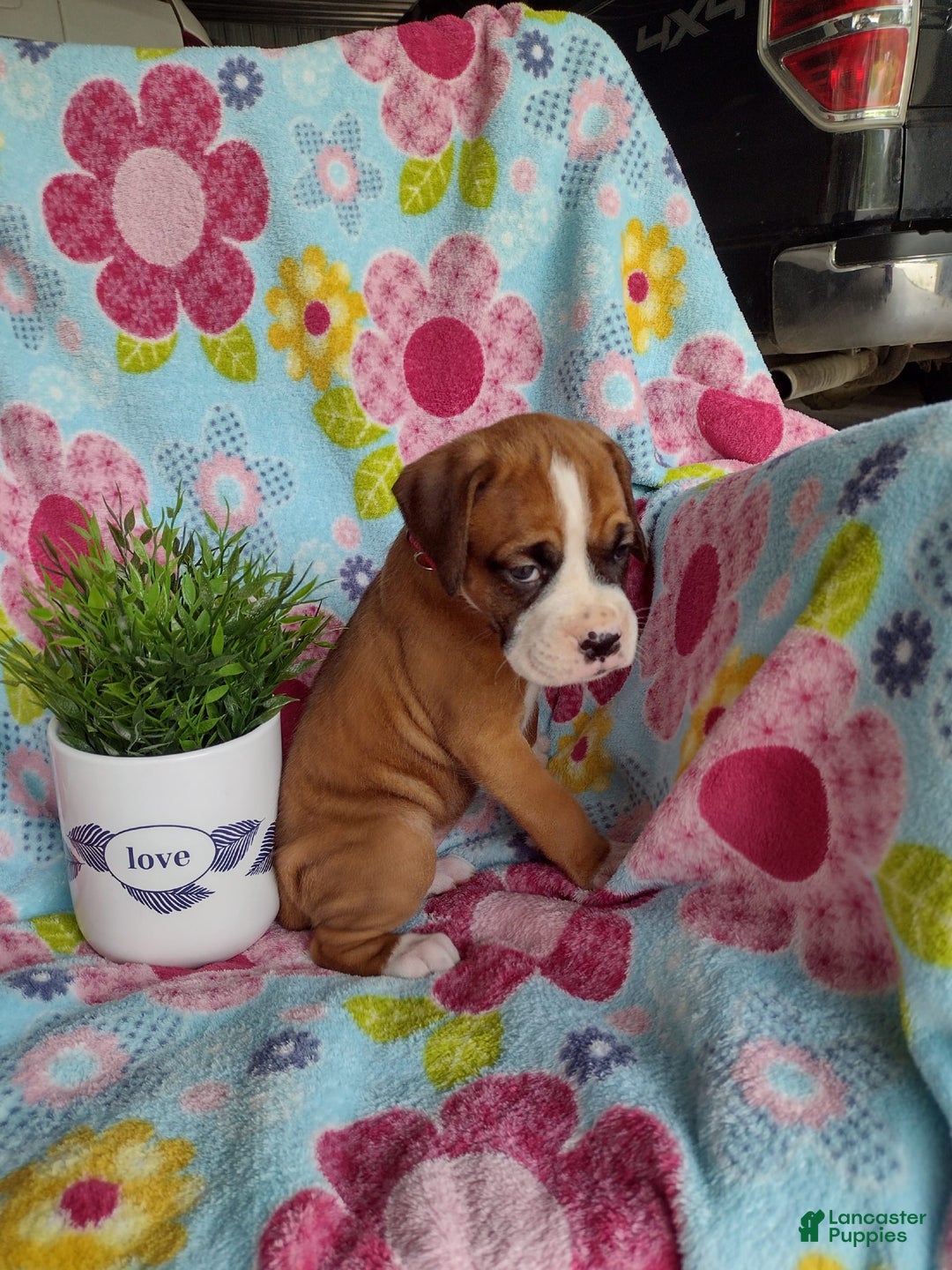Boxer dogs for sale: Daisy - Image 1