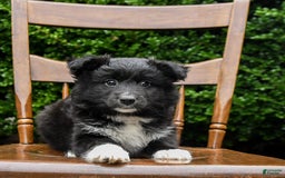 Border Collie dogs for sale: Paris - Image 14