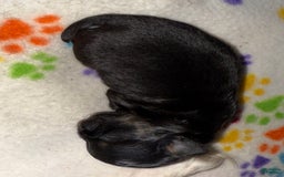 Chihuahua dogs for sale: Black Tri Male - Image 5
