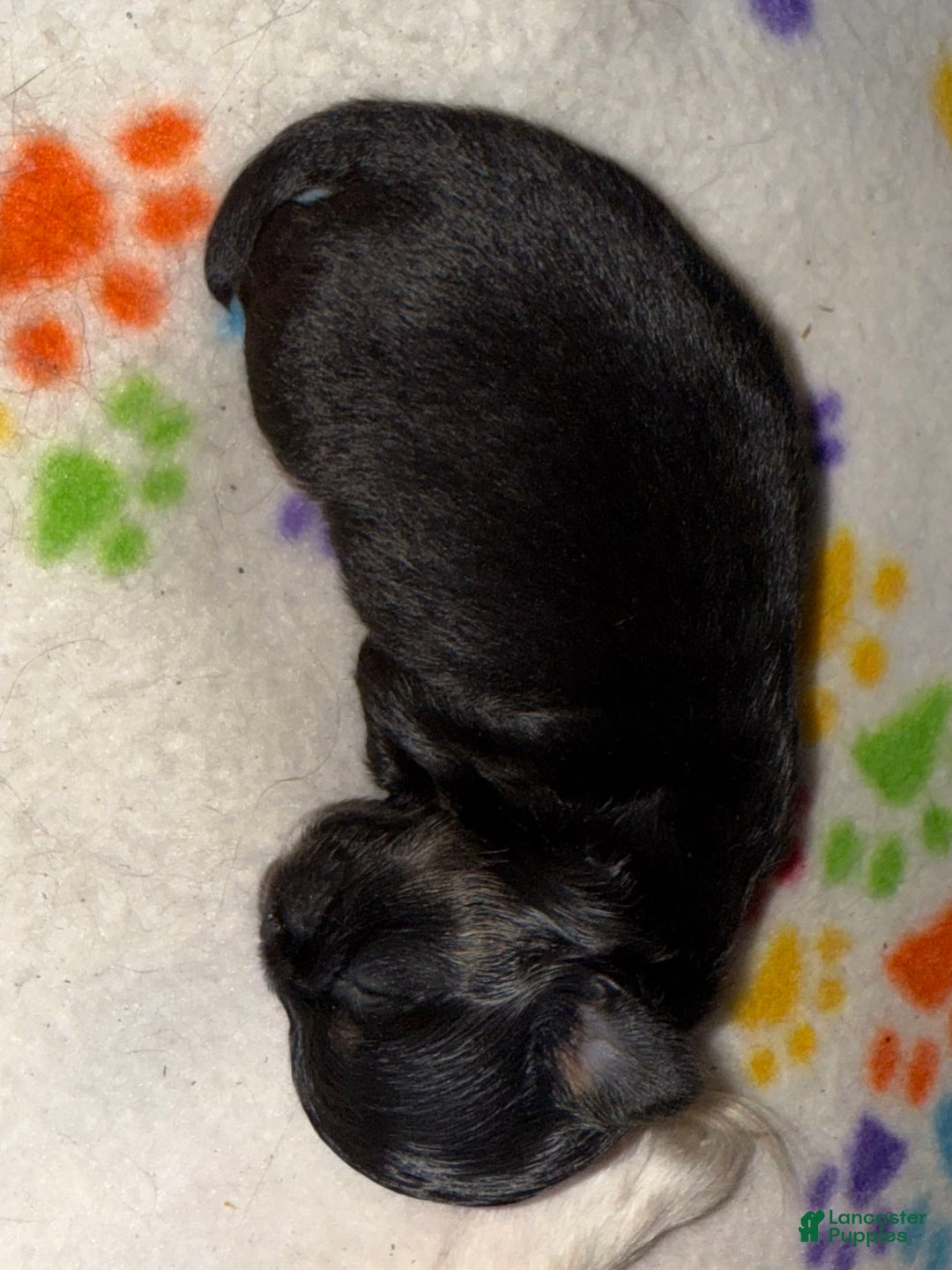 Chihuahua dogs for sale: Black Tri Male - Image 5