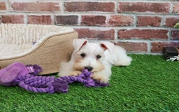 Miniature Schnauzer dogs for sale: Miniature Schnauzer 6 puppies - Image 22